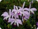 Cattleya perrinii